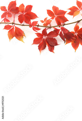 Autumn leaves of grapes of red color on a light background.