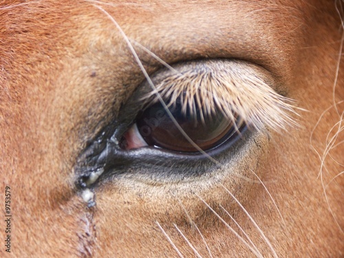 oeil de cheval triste