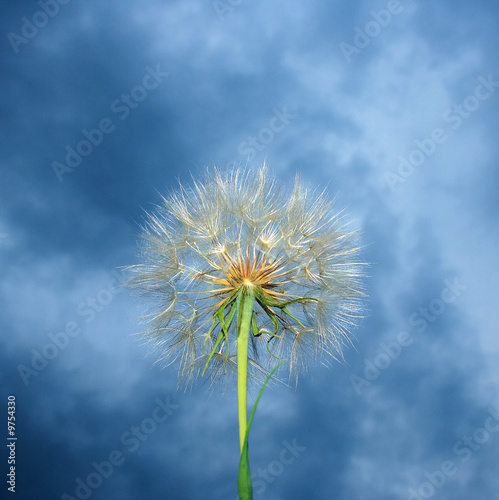 Macro of a dandelion with flash