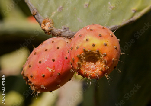 Prickly Pear photo