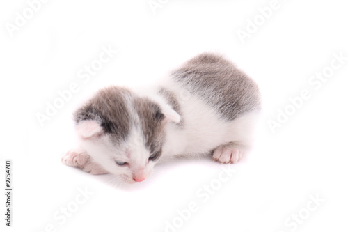 very small cat on the white background © jonnysek