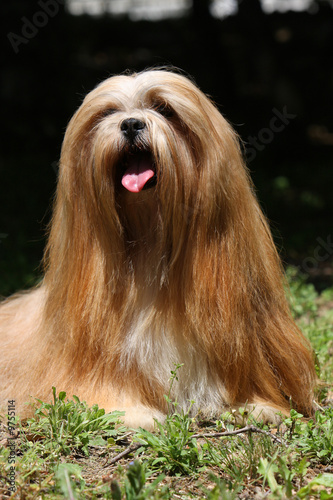 magnifique lhasa apso de face