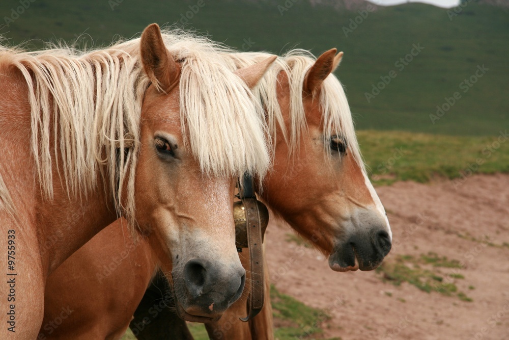 Fototapeta premium Group of horses free on mountain cloudy day