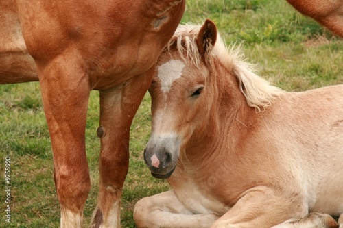 Little foal laying under its mother