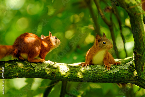 Fényképezés playing young squirrels