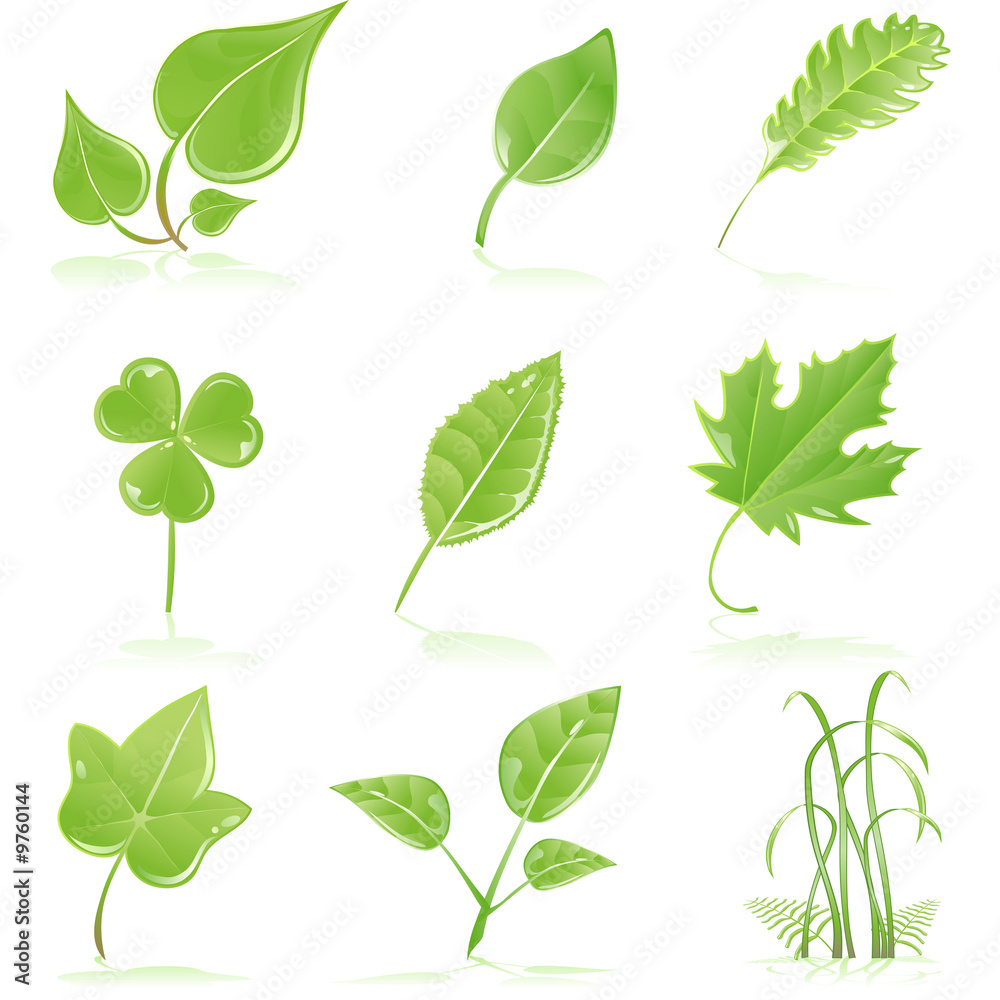 ecological green, growing, leaves and grass blades