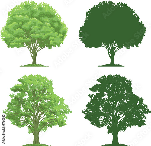 ecologicaly green, strong trees photo