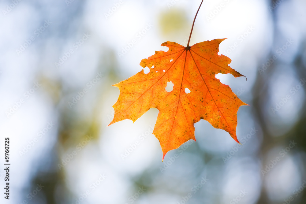 Obraz premium Lonely maple leaf. Shallow dof.