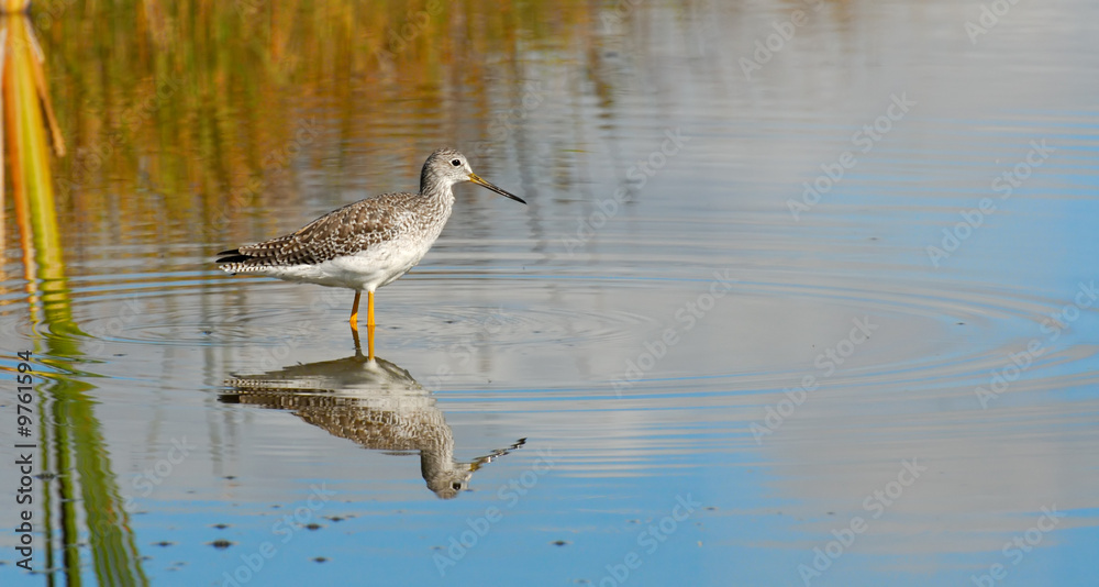 Greater Yellowlegs (Tringa melanoleuca), with reflection