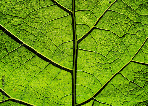 Macro of the patterns of a green leaf