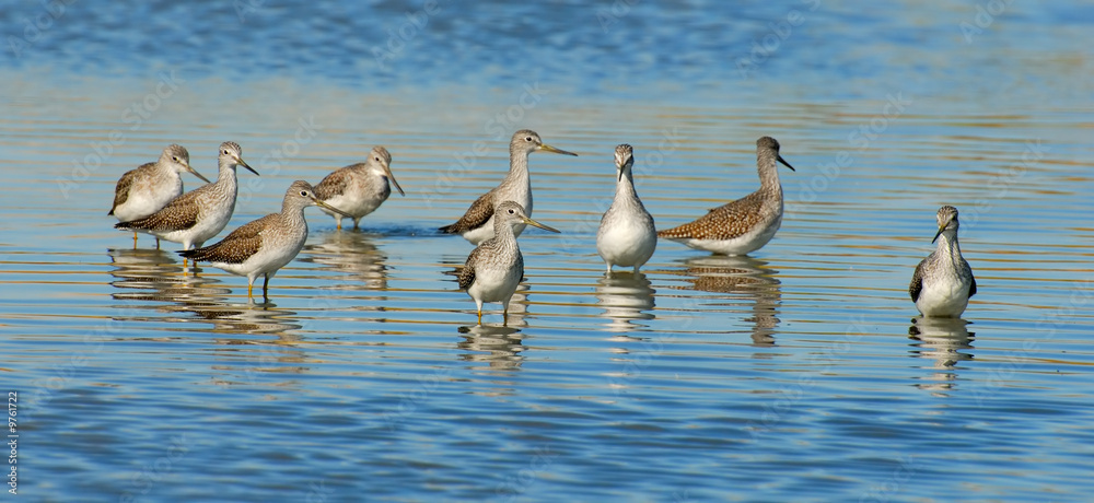 Fototapeta premium Flock of Greater Yellowlegs - Tringa melanoleuca