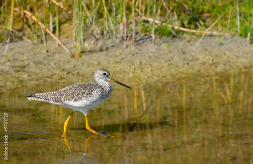 Greater Yellowlegs walking in shallow water