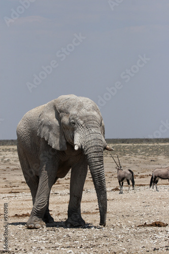 Elefant im Etosha-Nationalpark  Namibia