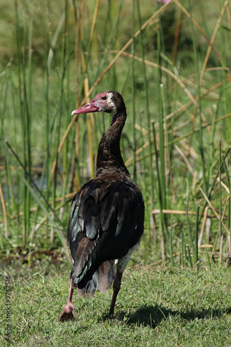 Sporngans (Plectropterus gambensis) im Okavango Delta, Botswana photo