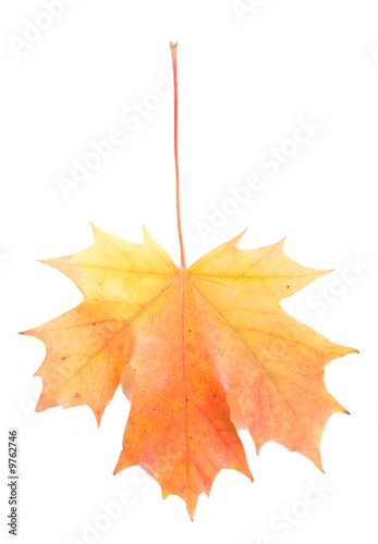 close-up single red-yellow maple leaf, isolated on white