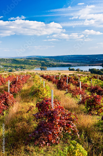Red Vineyard