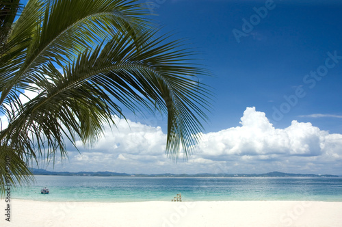 beach with coconut tree as foreground