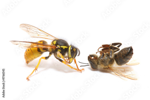 close-up of a wasp fighting a bee