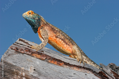 Male ground agama (Agama aculeata), Kalahari, South Africa photo