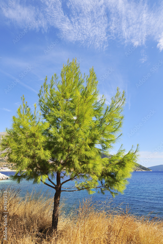 Green tree at the coast from Greece