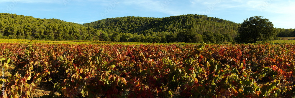 Paysage panoramique du vignoble de provence en automne
