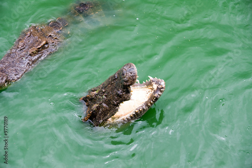 two voracious crocodiles in water
