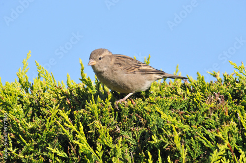 sparrow
