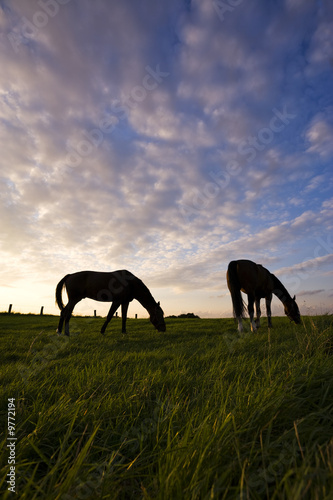 two horses grazing on meadow, silhouettes in evening mood