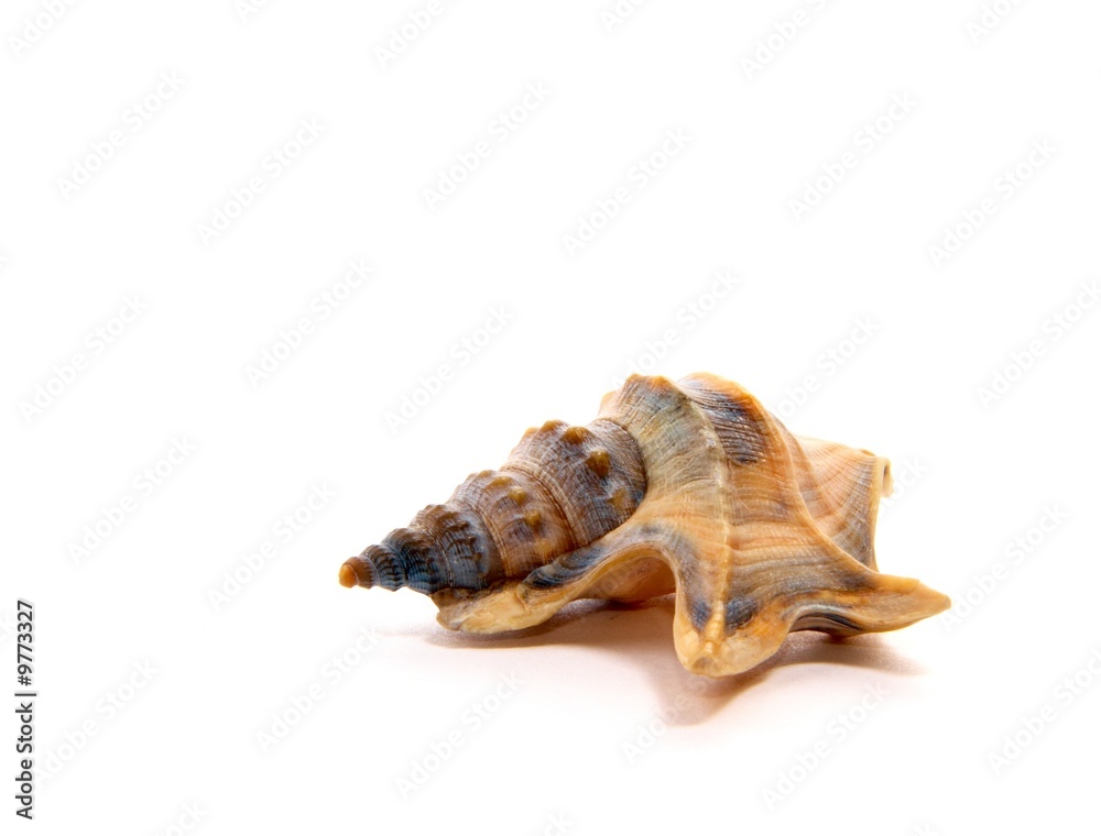 Sea unusual cockleshell on a white background