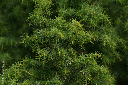 a background picture of a conifer plant