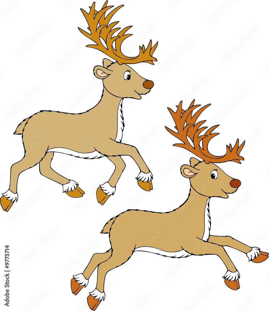 Fototapeta premium Reindeer