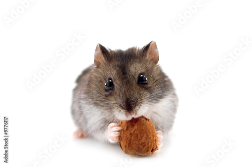 hamster and nut isolated on white