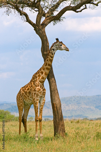 giraffe and a tree  masai mara  kenya