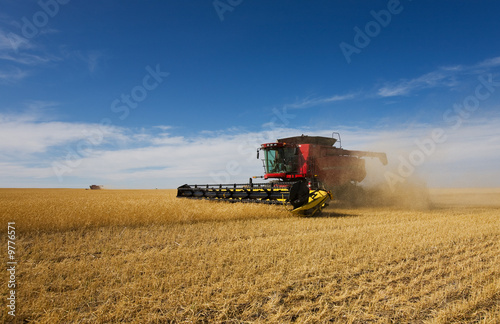 A pair of combine harvesters working on a wheat crop