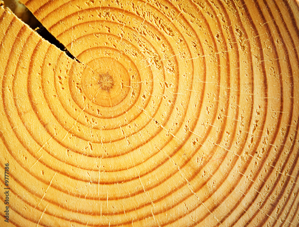 Fototapeta premium Abstract wooden texture