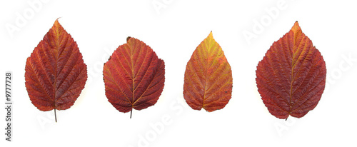 Autumn - colorful October tree leaves. Isolated red raspberry.