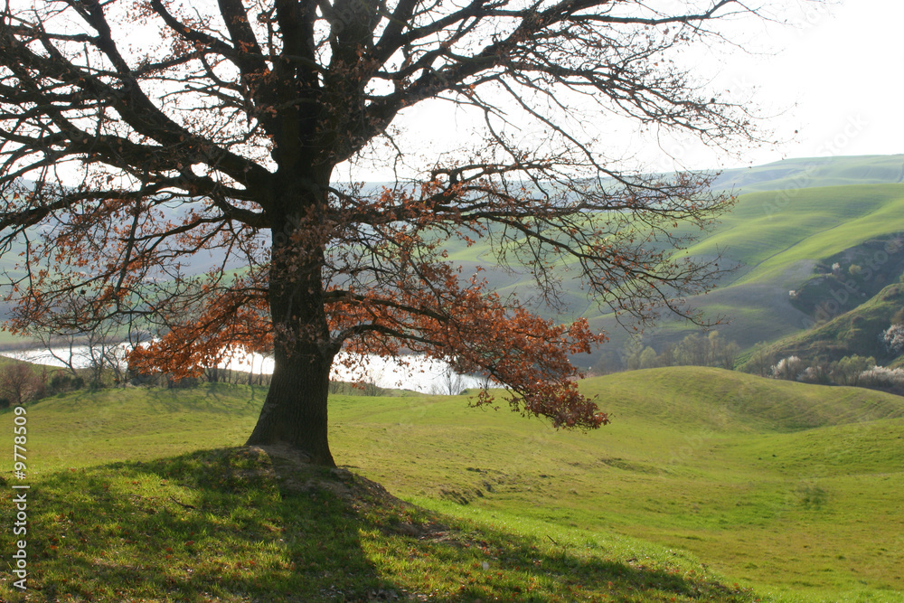 albero