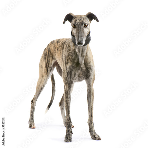 Canvas-taulu Galgo Espanol (2 years) in front of a white background