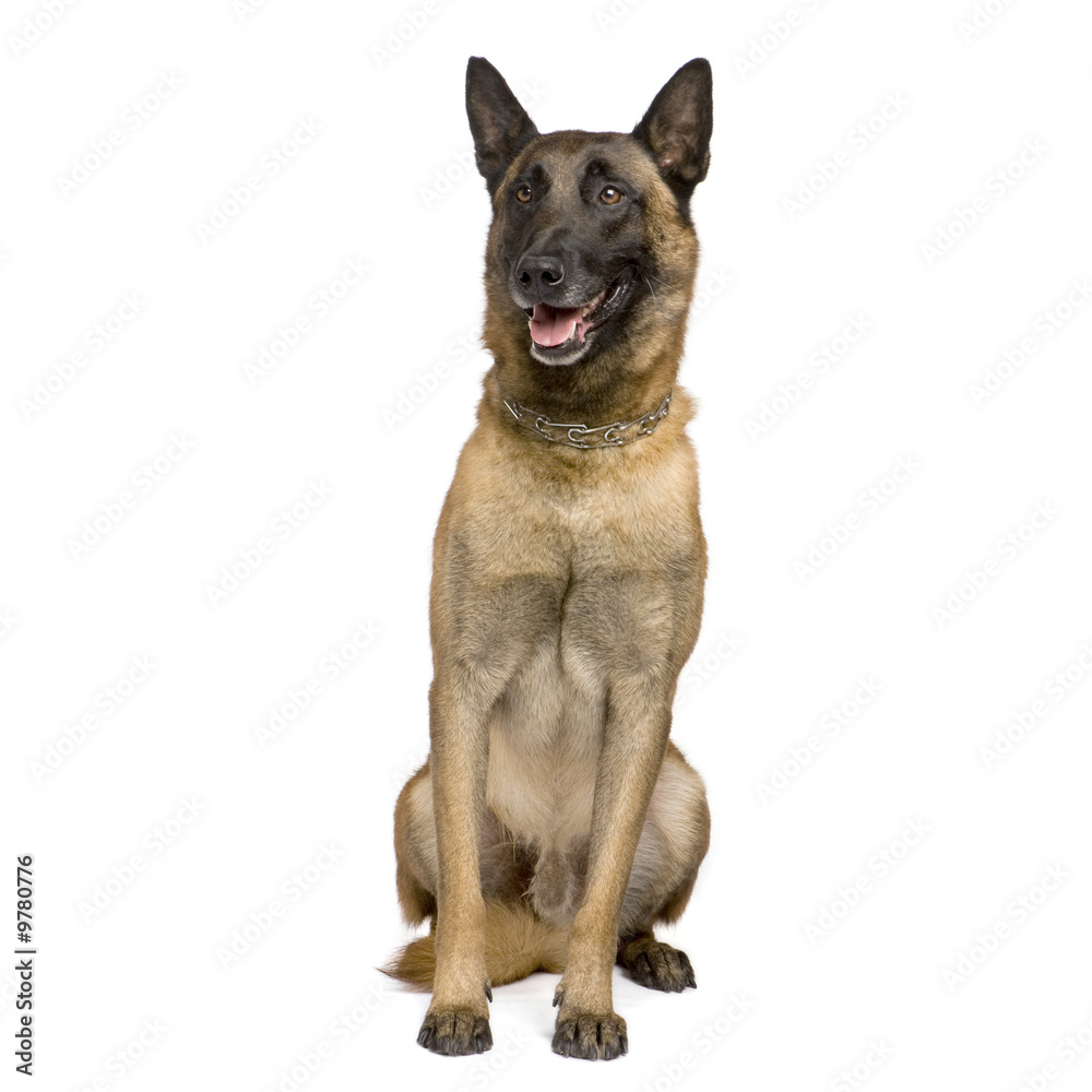 german shepherd (7 years) in front of a white background