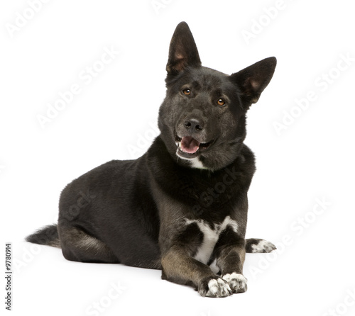 Mixed-Breed Dog between german sheperd and husky (3 years)