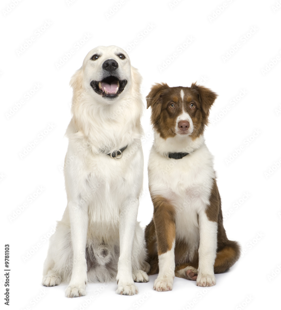 Puppy australian shepherd (5 months) and a golden retriever