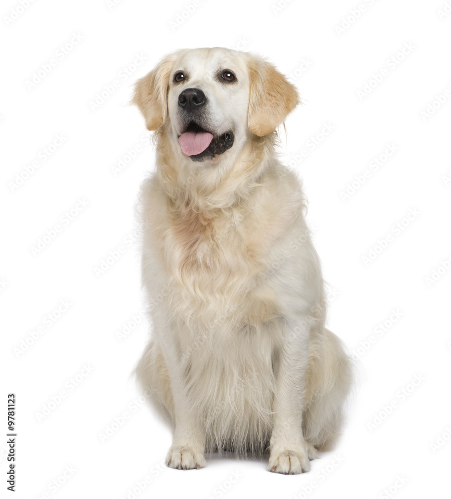 Golden Retriever in front of a white background