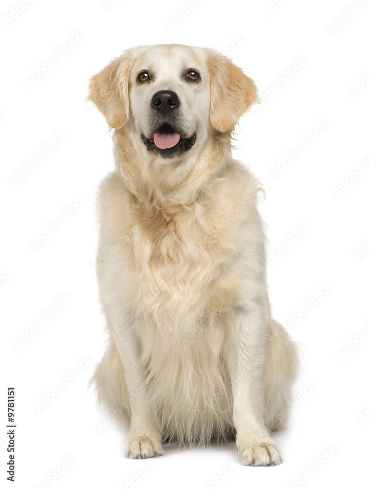 Golden Retriever in front of a white background Golden Retriever in front of a white background