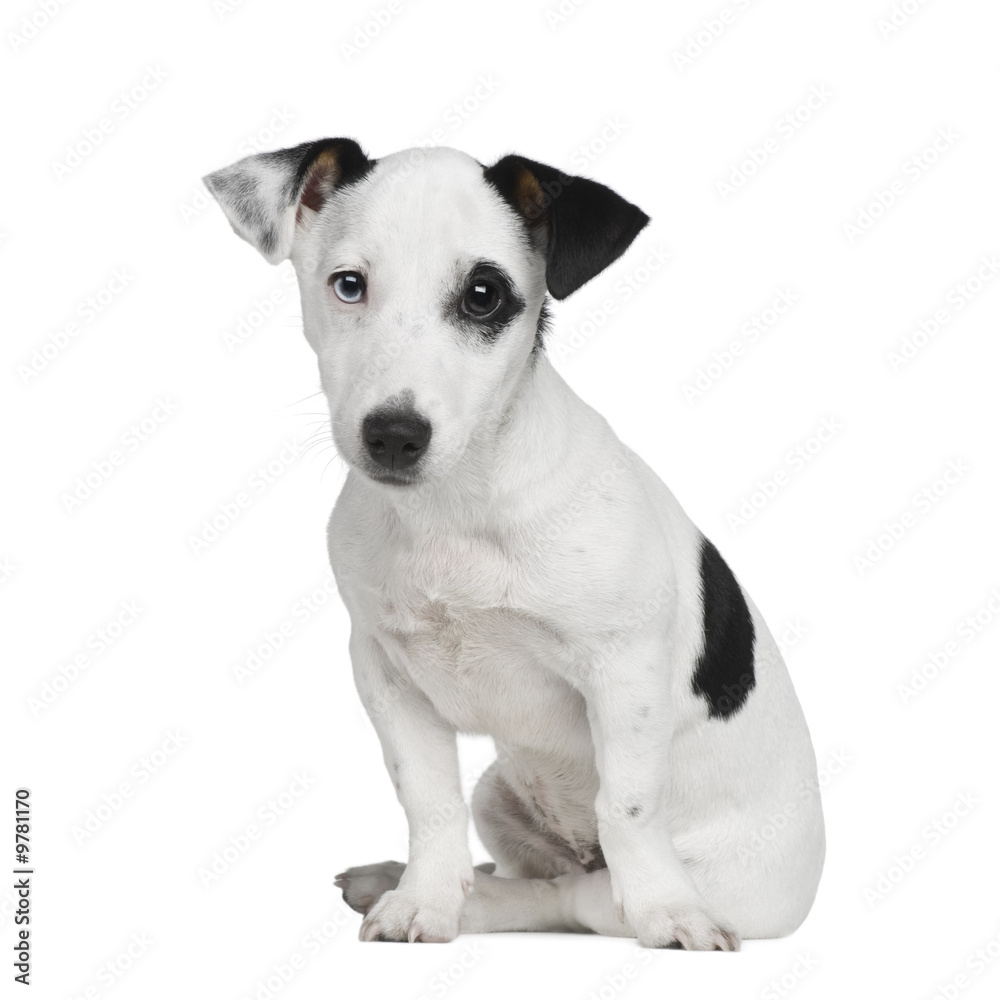 Jack russell terrier (5 months) in front of a white background