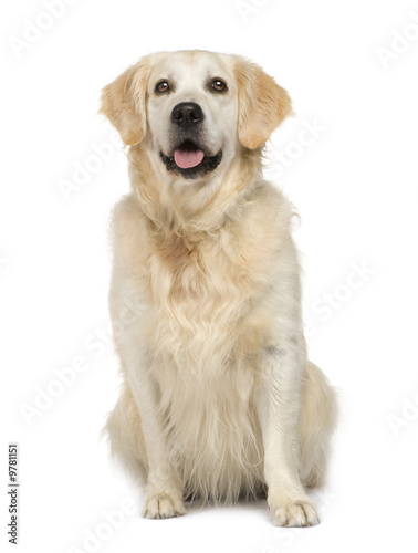 Golden Retriever in front of a white background