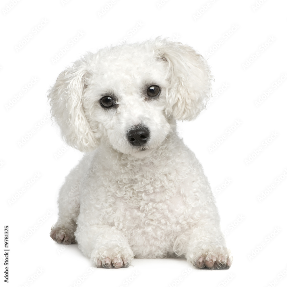Bichon Frise  in front of A white background