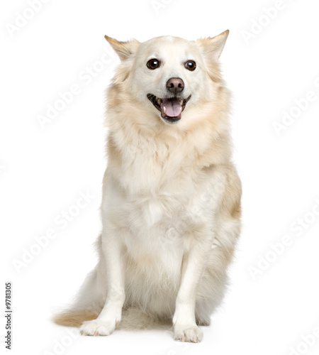 Mixed-Breed Dog in front of a white background