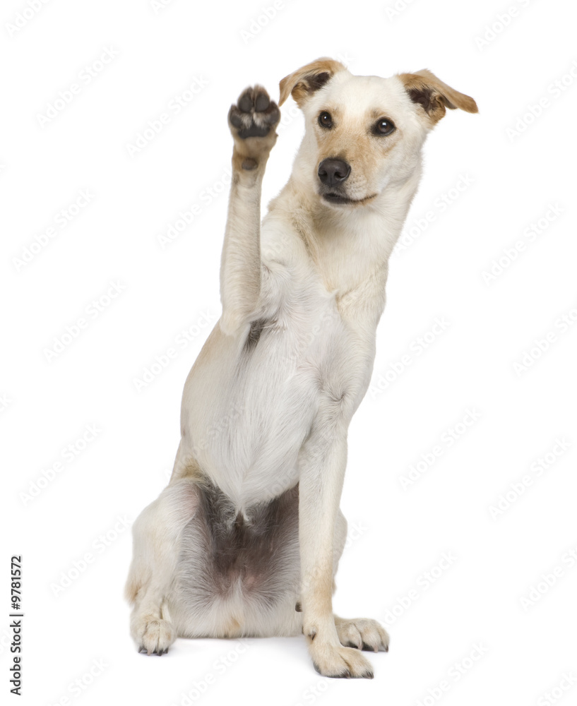 Bastard (18 months) in front of a white background Bastard (18 months) in front of a white background