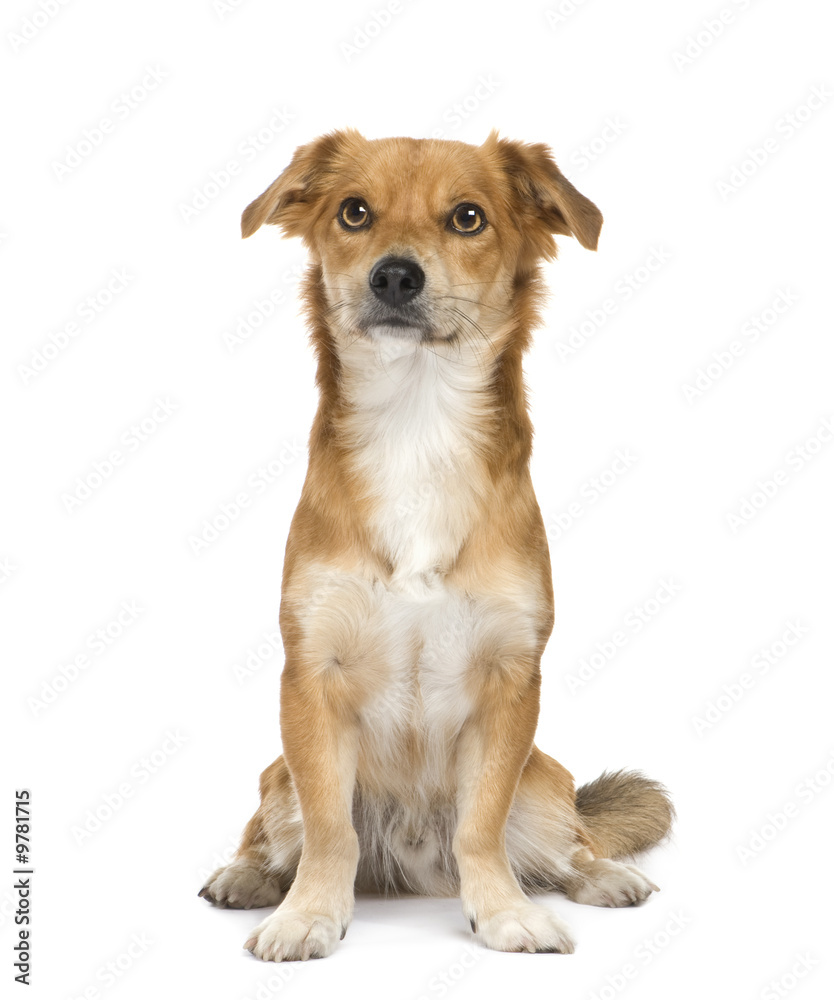Bastard (2 years) in front of a white background Bastard (2 years) in front of a white background