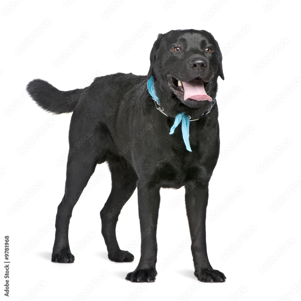 Labrador (2 years) in front of a white background